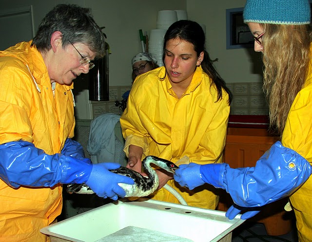 Wash_2a – Wildlife Rehabilitators' Network Of BC